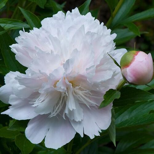 Пион молочноцветковый Печер/Paeonia lactiflora Pecher С3
