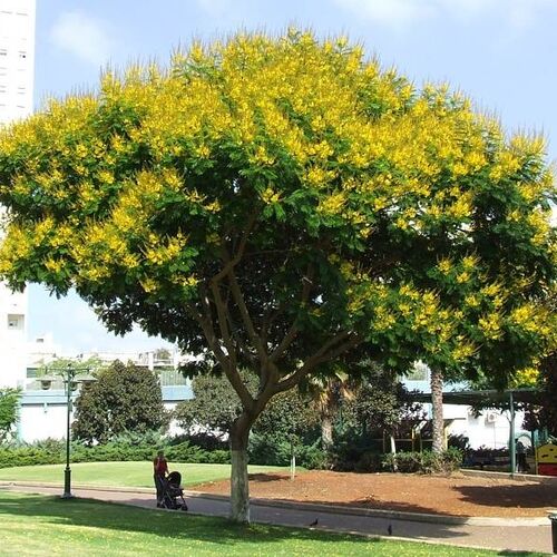Карагана древовидная/Caragana arborescens 40-60