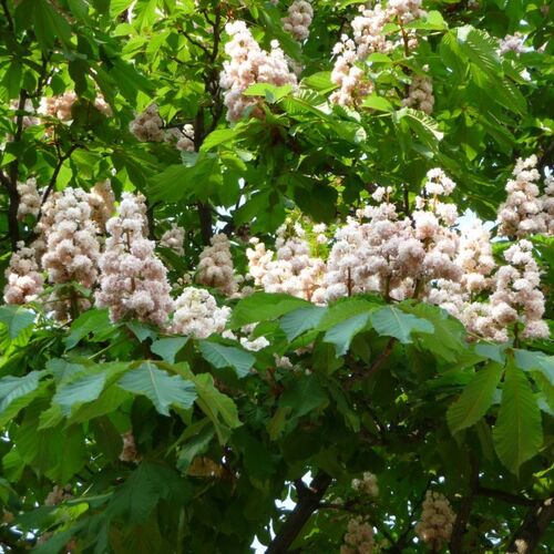 Каштан конский обыкновенный Баумани/Aesculus hippocastanum Baumannii 250-300