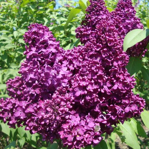 Сирень обыкновенная Индия/Syringa vulgaris India 150-200 В