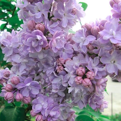 Сирень обыкновенная Гортензия/Syringa vulgaris Gortenziya 80-100 С6