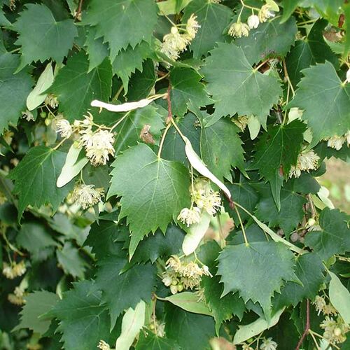 Липа монгольская Харвест Голд/Tilia mongolica Harvest Gold 150-200 С10