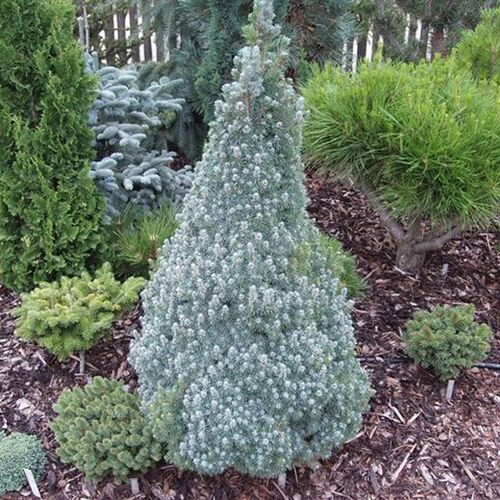 Ель сизая Сандерс Блю/Picea glauca Sander's Blue 10-20 С2