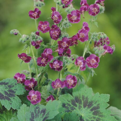 Герань темная Самобор/Geranium phaeum Samobor Р1,5