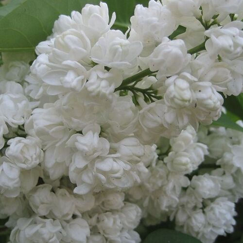 Сирень обыкновенная Память о Колесникове/Syringa vulgaris Pamyat’ o Kolesnikove 100-120 С6