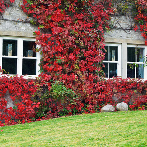 Виноград девичий пятилисточковый/Parthenocissus quinquefolia C3