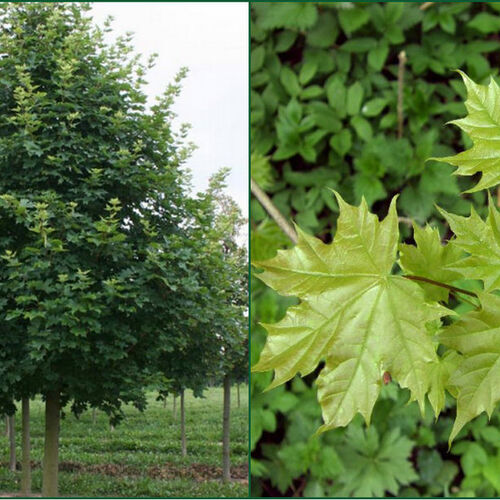 Клен сахарный/Acer saccharum 60-80 С5