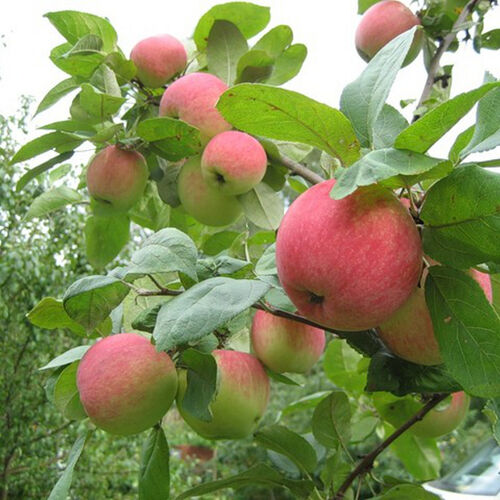 Яблоня Услада (осенняя) С6