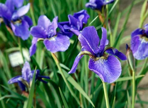 Ирис сибирский/Iris sibirica