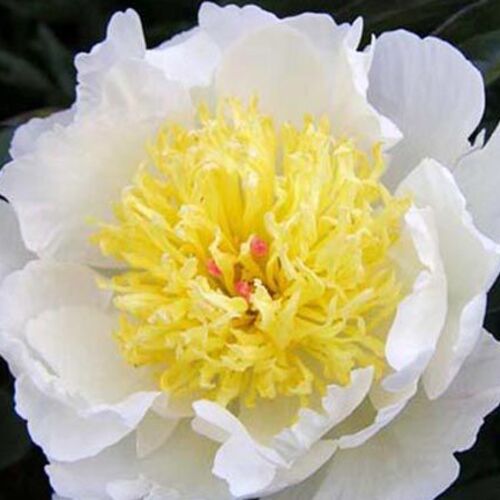 Пион молочноцветковый Примавера/Paeonia lactiflora Primevere С3