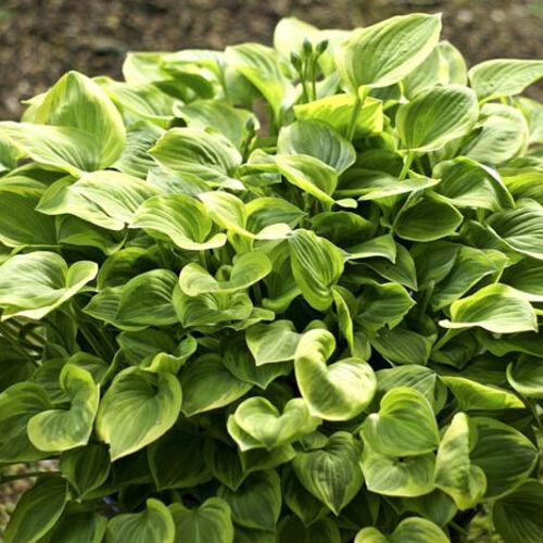 Хоста Форчуна Голден Тиара/Hosta fortunei Golden Tiara Р1,5