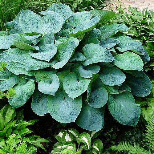 Хоста Зибольда Элеганс/Hosta sieboldiana Elegans Р1,5