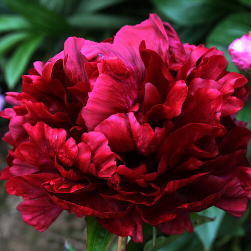 Пион молочноцветковый Франсуа Ортега/Paeonia lactiflora Francois Ortegat С3