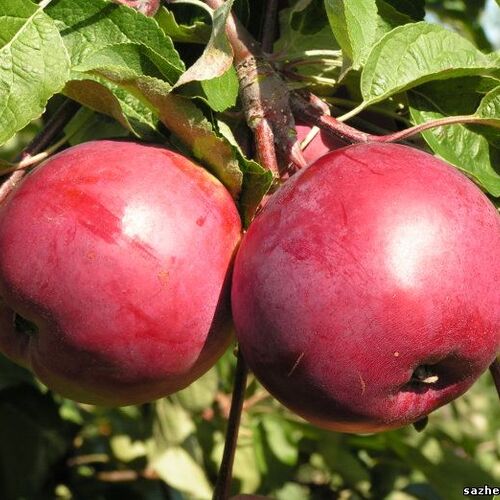 Яблоня Дарунок (зимняя)