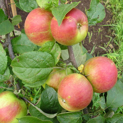 Яблоня Десертное Исаева (осенняя)