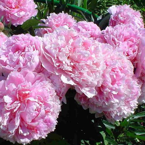 Пион молочноцветковый Сара Бернар/Paeonia lactiflora Sarah Bernhardt С3