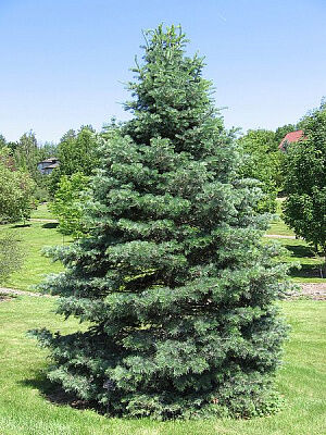 Пихта белая Пирамидальная/Abies alba Pyramidalis 60-80 С20