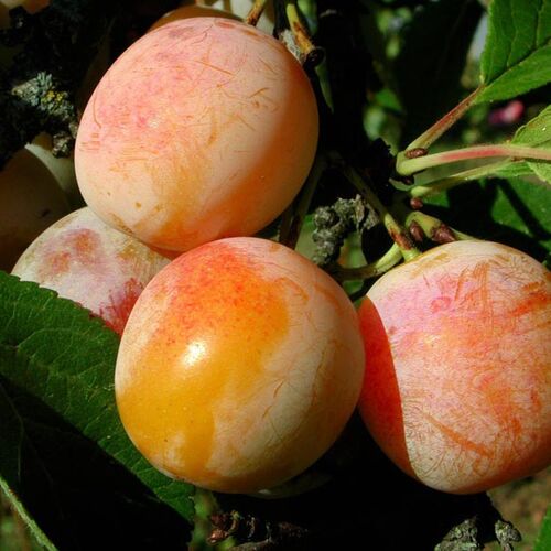 Слива Персиковая (4-х летняя) С20