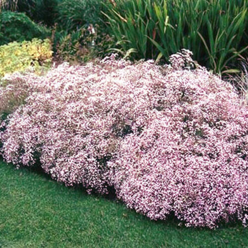 Гипсофила метельчатая Розеншлейер/Gypsophila paniculata Rosenschleier Р1,5