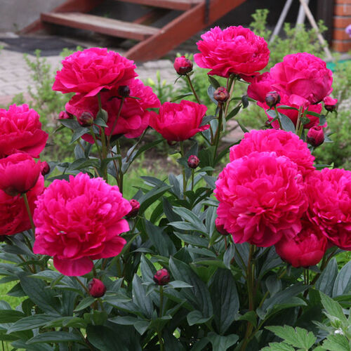 Пион в ассортименте/Paeonia С3