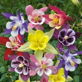 Аквилегия в ассортименте/Aquilegia 