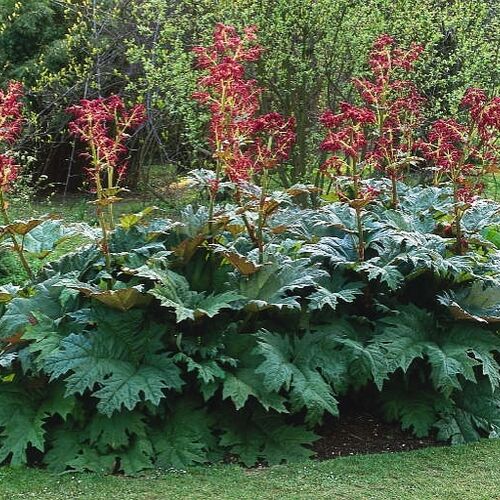 Ревень дланевидный тангутский/Rheum palmatum tanguticum С2