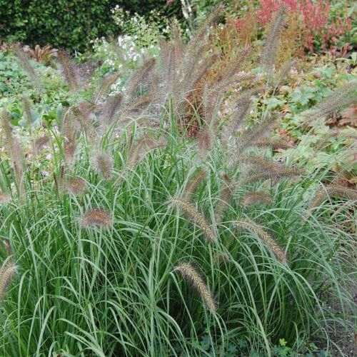 Пенниссетум лисохвостный Кассиан/Pennisetum alopecuroides Cassian С2