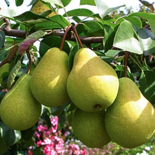 Груша Чижовская (летняя) С6