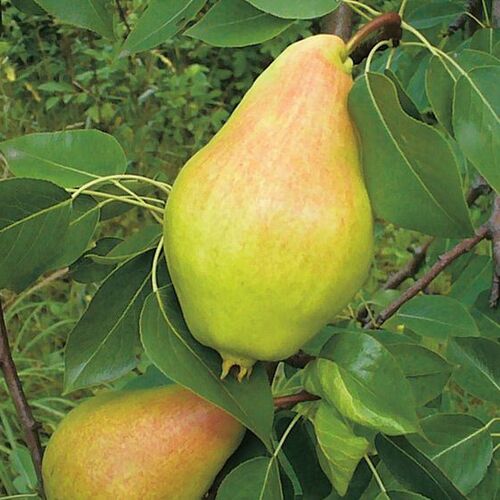 Груша Видная (летняя) С7