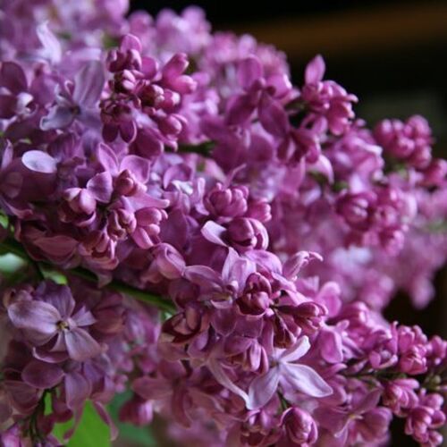 Сирень обыкновенная Богдан Хмельницкий/Syringa vulgaris Bogdan Khmel’nickij  С5