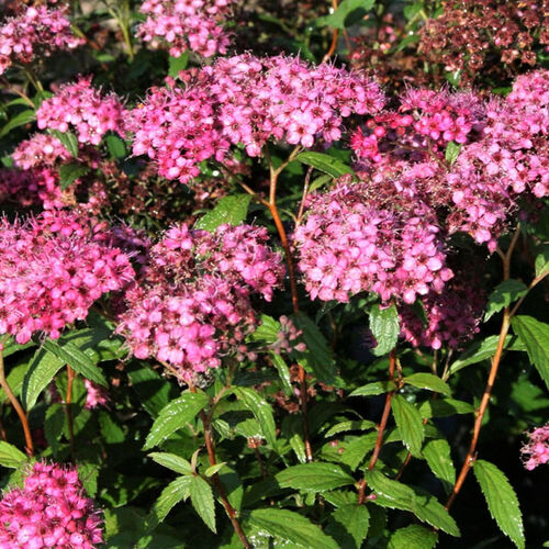 Спирея японская Антони Ватерер/Spiraea japonica Anthony Waterer 20-25 С10