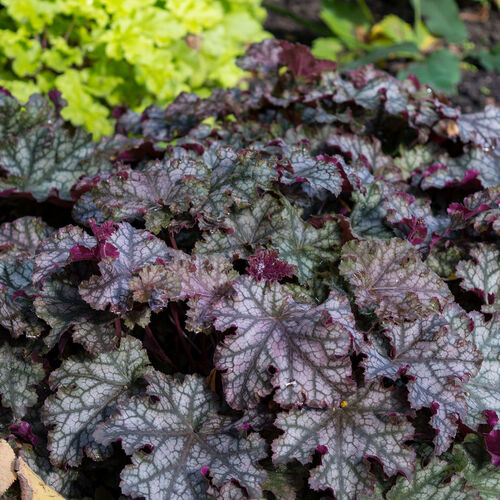 Гейхера гибридная Кан Кан/Heuchera hybrid Can Can Р1,5