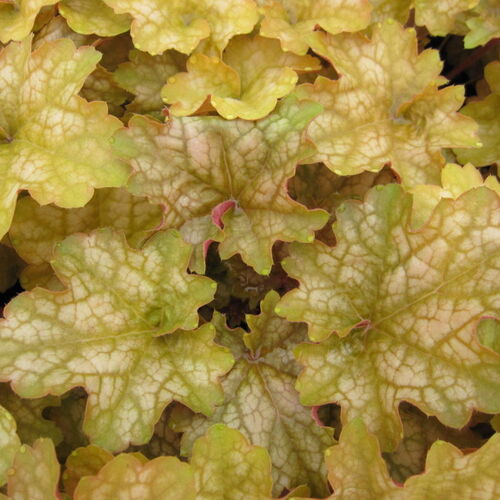 Гейхера гибридная Джинжер Эль/Heuchera hybrid Ginger Ale Р1,5