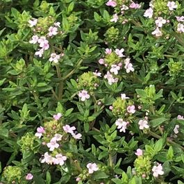 Тимьян обыкновенный Фредо Стронг/Thymus vulgaris Fredo Strong Р1,5