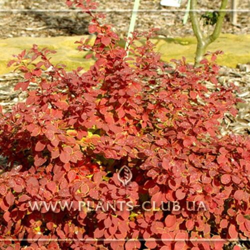 Барбарис Тунберга Оранж Бескид/Berberis thunbergii Orange Beskid 40-60 C5 (Верещак)
