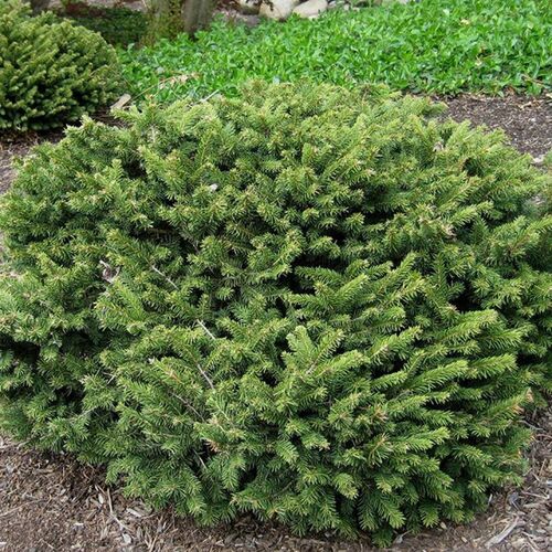 Ель обыкновенная Пумилия Нигра/Picea abies Pumila Nigra 40-50 В (Верещак)