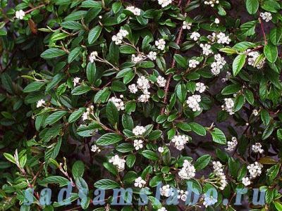 Кизильник горизонтальный/Cotoneaster horizontalis 30-40 С3
