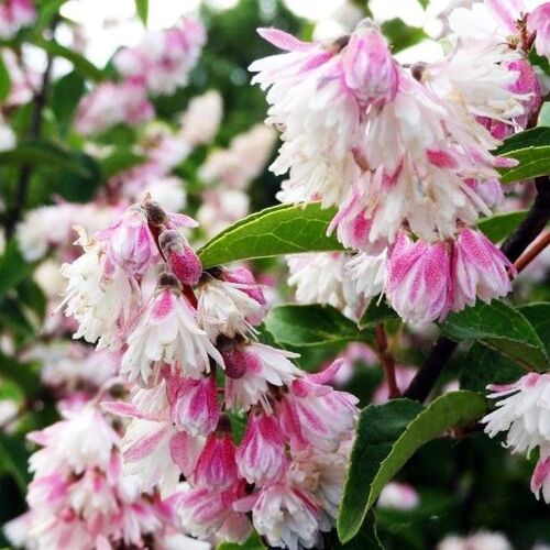 Дейция шершавая Кодсал Пинк/Deutzia scabra Codsall Pink 60-90 