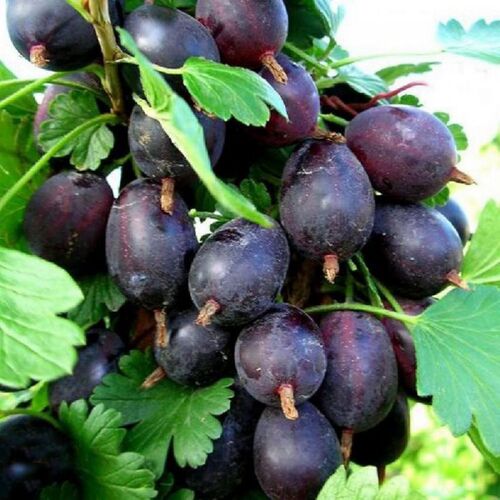 Крыжовник Черномор (3-х летний)