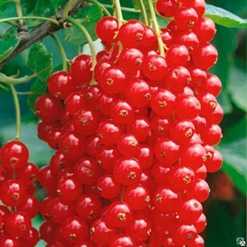 Смородина красная Кузьмина (3-х летняя)