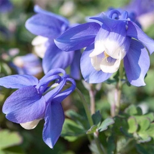 Аквилегия вееровидная Министар/Aquilegia flabellata Ministar Р1,5