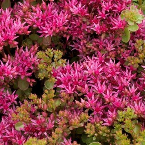 Очиток ложный Шорбузер Блут/Sedum spurium Schorbuser Blut Р1,5