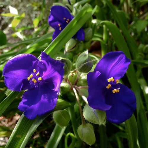 Традесканция виргинская Леонора/Tradescantia virginiana Leonora Р1,5