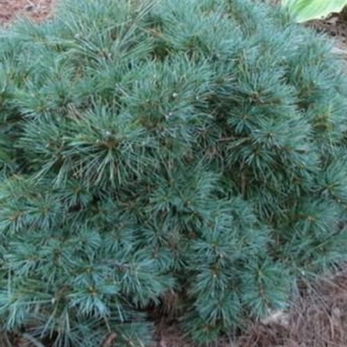 Сосна веймутова Нивея/Pinus strobus Nivea 30-40 С3