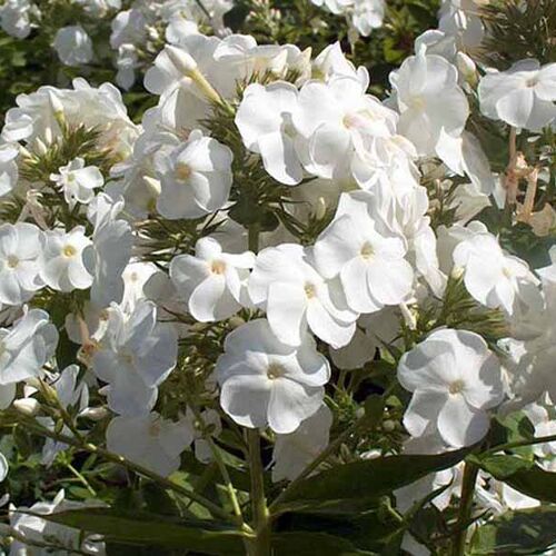 Флокс метельчатый Рембранд/Phlox paniculata Rembrandt (горшок 2шт.) Р1,5