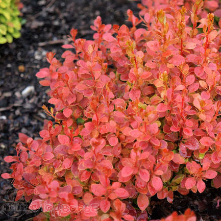 Барбарис Тунберга Корал/Berberis thunbergii Coral 20-25 С2