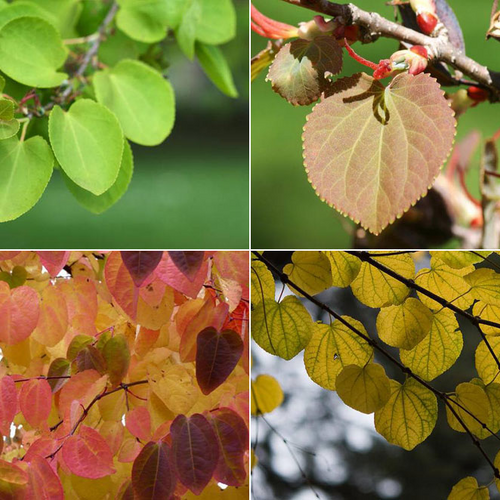 Багряник японский/Cercidiphyllum japonicum 140-160 С10