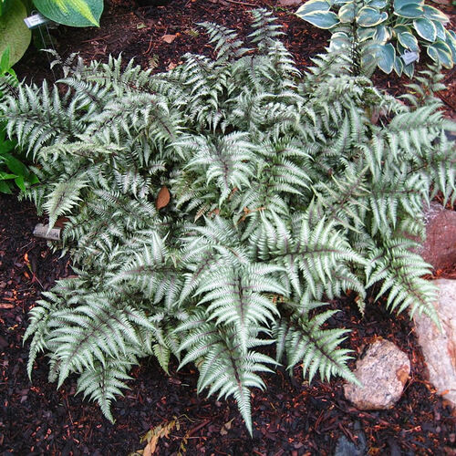 Кочедыжник (папоротник) ниппонский Металликум/Athyrium nipponicum Metallicum Р1,5