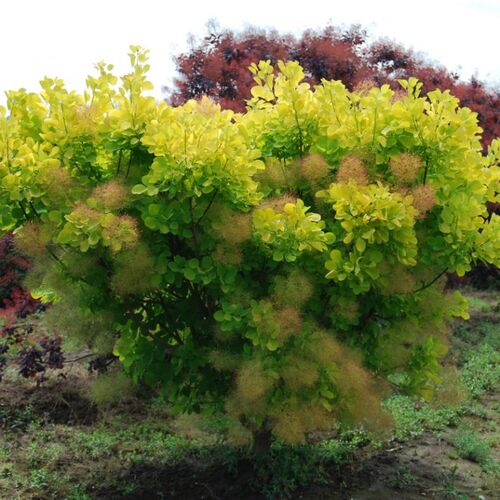 Скумпия кожевенная Голден Спирит/Cotinus coggygria Golden Spirit 50-60 С5