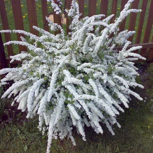 Спирея серая Grefsheim/Spiraea х cinerea Grefsheim 80-100 С20